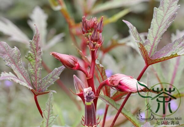 Red Okra Ochro, Abelmoschus Esculentus Seed 1000 PCS, Hongqiukui - Image 3