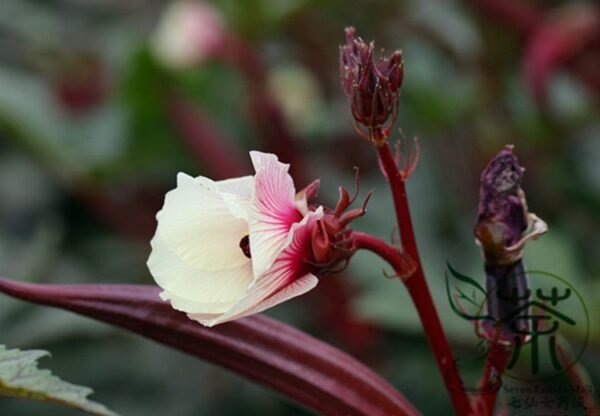 Red Okra Ochro, Abelmoschus Esculentus Seed 1000 PCS, Hongqiukui - Image 6