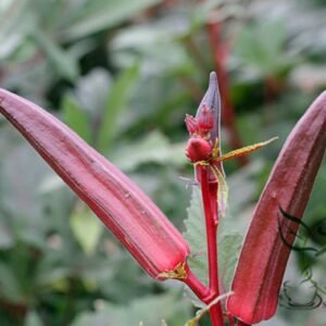 Red Okra Ochro, Abelmoschus Esculentus Seed 1000 PCS, Hongqiukui