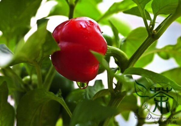 Red Bell Pepper, Capsicum Annuum Seed 2000 PCS, Sweet Pepper Hongtianjiao - Image 6