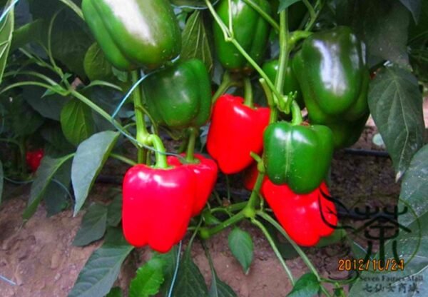 Red Bell Pepper, Capsicum Annuum Seed 2000 PCS, Sweet Pepper Hongtianjiao - Image 7