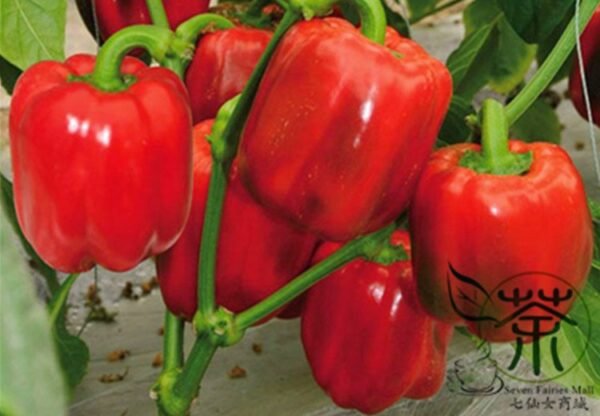 Red Bell Pepper, Capsicum Annuum Seed 2000 PCS, Sweet Pepper Hongtianjiao