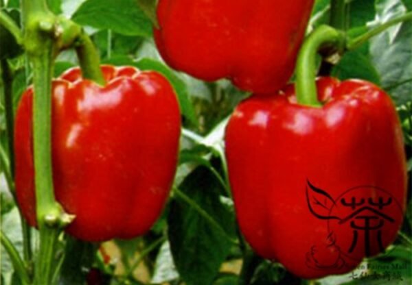 Red Bell Pepper, Capsicum Annuum Seed 2000 PCS, Sweet Pepper Hongtianjiao - Image 8