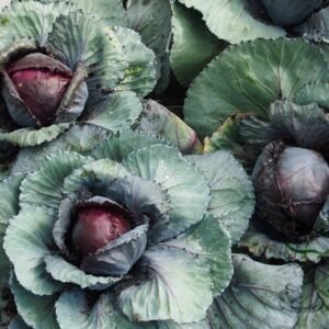 Purple Cabbage, Brassica Oleracea Seed 2000 PCS, Red Cabbage Ziganlan