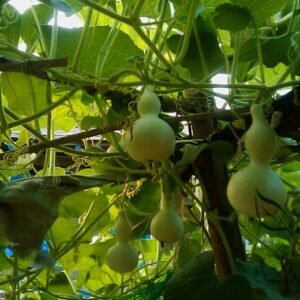 Mini Bottle Gourd, Lagenaria Siceraria Seed 200 PCS, Calabash Gourd Xiaohulu