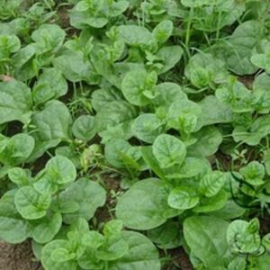 Malabar Spinach, Basella Alba Seed 2000 PCS, Ceylon Spinach Muercai