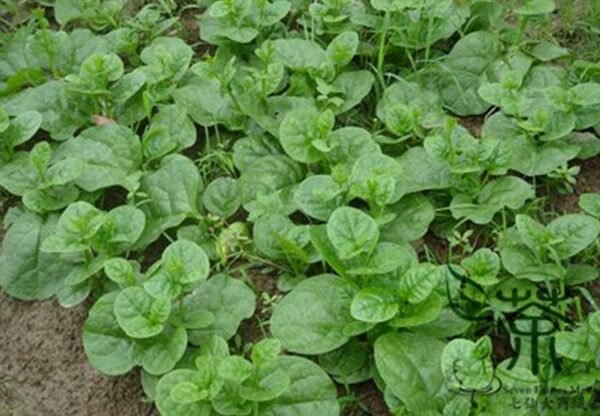 Malabar Spinach, Basella Alba Seed 2000 PCS, Ceylon Spinach Muercai