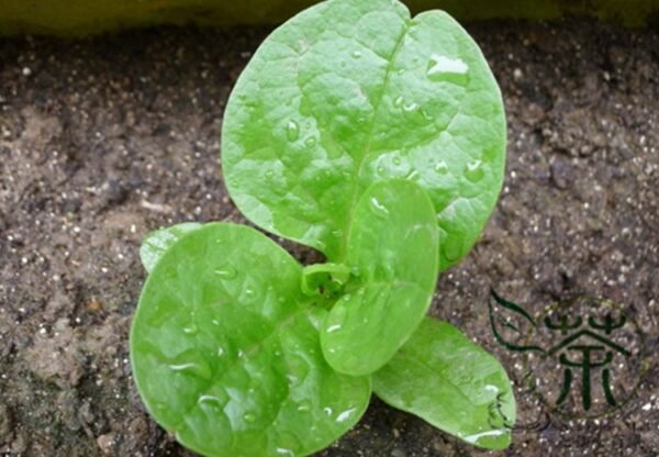 Malabar Spinach, Basella Alba Seed 2000 PCS, Ceylon Spinach Muercai - Image 2