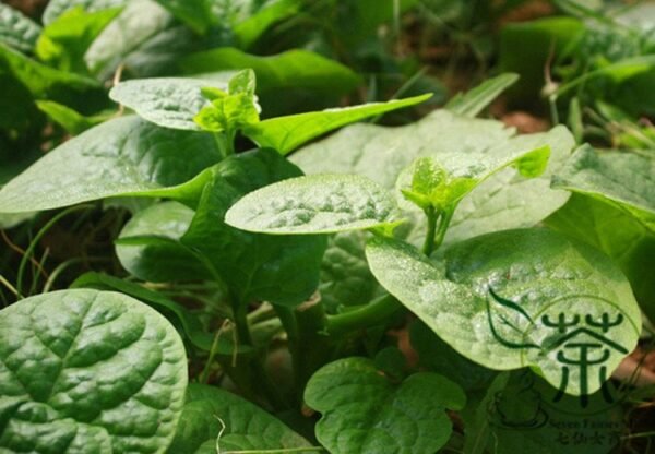 Malabar Spinach, Basella Alba Seed 2000 PCS, Ceylon Spinach Muercai - Image 3