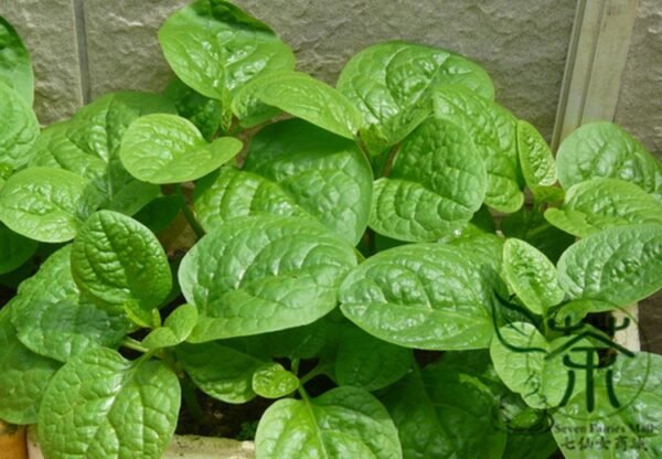 Malabar Spinach, Basella Alba Seed 2000 PCS, Ceylon Spinach Muercai - Image 4