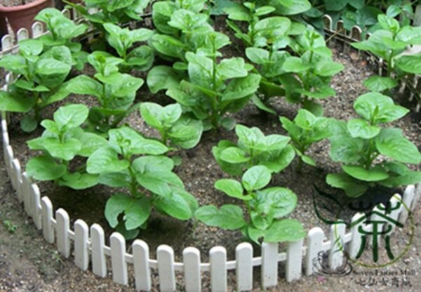 Malabar Spinach, Basella Alba Seed 2000 PCS, Ceylon Spinach Muercai - Image 5