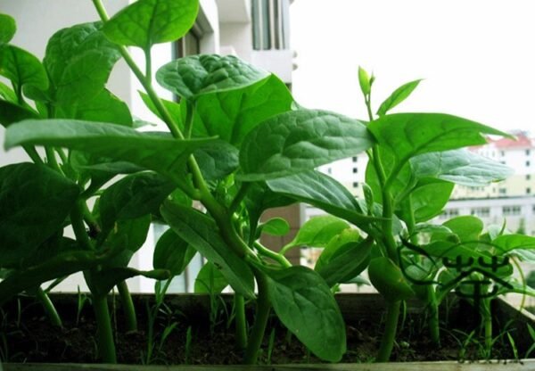 Malabar Spinach, Basella Alba Seed 2000 PCS, Ceylon Spinach Muercai - Image 6