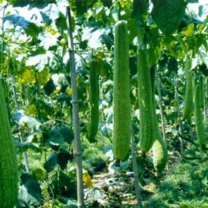 Luffa Cylindrica, Luffa Aegyptiaca Seed 300 PCS, Vietnamese Luffa Sigua