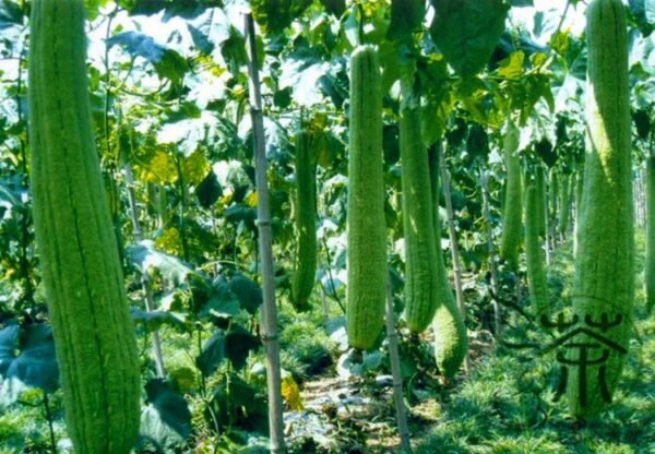 Luffa Cylindrica, Luffa Aegyptiaca Seed 300 PCS, Vietnamese Luffa Sigua