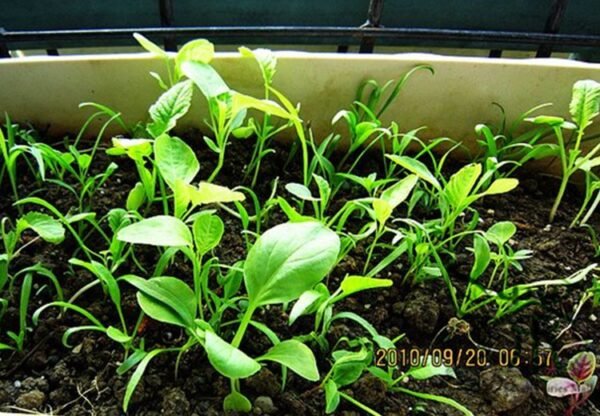 Large Leaf Spinacia, Spinacia Oleracea Seed 3000 PCS, Daye Bocai - Image 2