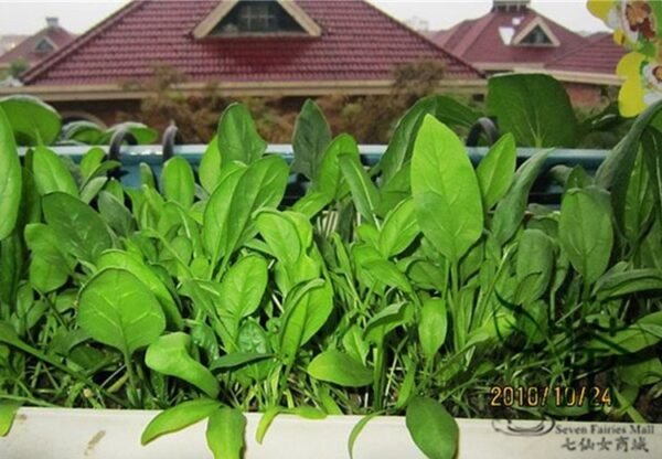 Large Leaf Spinacia, Spinacia Oleracea Seed 3000 PCS, Daye Bocai - Image 4