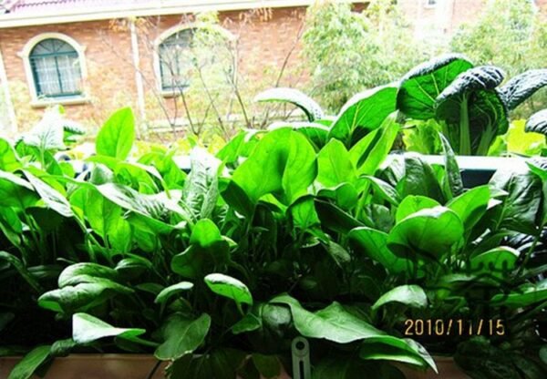 Large Leaf Spinacia, Spinacia Oleracea Seed 3000 PCS, Daye Bocai - Image 5