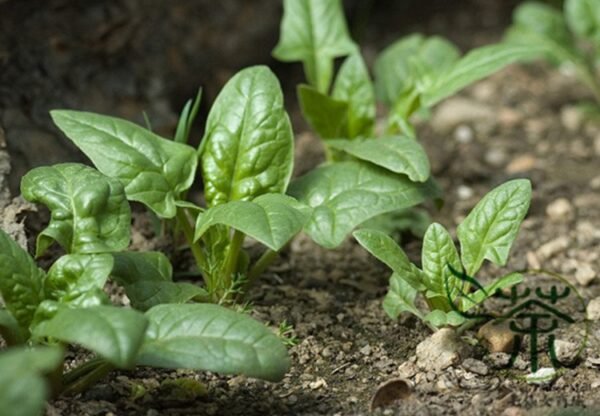 Large Leaf Spinacia, Spinacia Oleracea Seed 3000 PCS, Daye Bocai