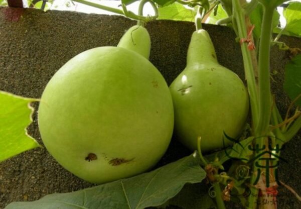 Lagenaria Siceraria, White-flowered Gourd Seed 200 PCS, Bottle Gourd Hulupiao - Image 2