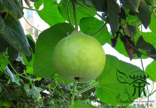 Lagenaria Siceraria, White-flowered Gourd Seed 200 PCS, Bottle Gourd Hulupiao - Image 3