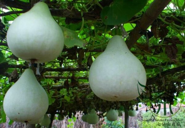 Lagenaria Siceraria, White-flowered Gourd Seed 200 PCS, Bottle Gourd Hulupiao - Image 4