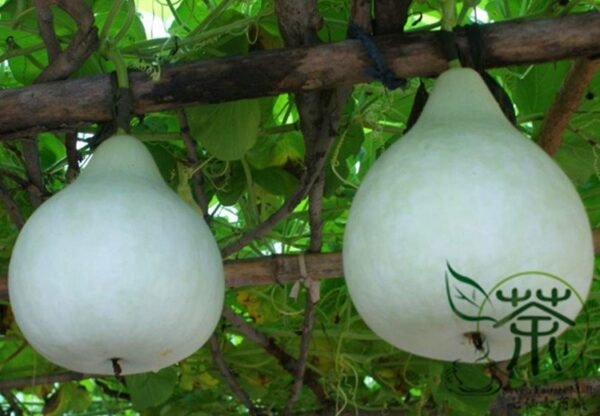 Lagenaria Siceraria, White-flowered Gourd Seed 200 PCS, Bottle Gourd Hulupiao - Image 5