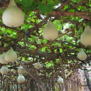 Lagenaria Siceraria, White-flowered Gourd Seed 200 PCS, Bottle Gourd Hulupiao