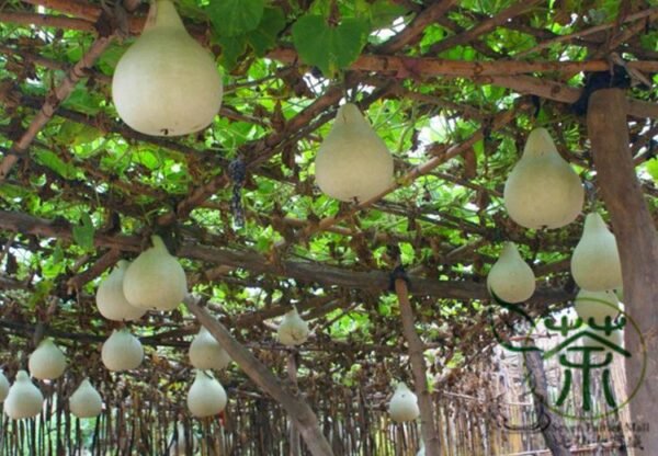 Lagenaria Siceraria, White-flowered Gourd Seed 200 PCS, Bottle Gourd Hulupiao