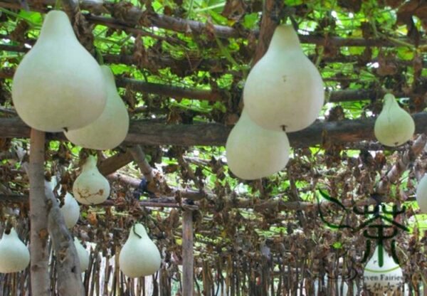 Lagenaria Siceraria, White-flowered Gourd Seed 200 PCS, Bottle Gourd Hulupiao - Image 6