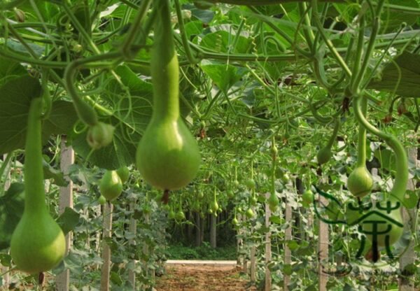 Lagenaria Siceraria, Bottle Gourd Seed 200 PCS, Long Melon Changbing Hulu - Image 2