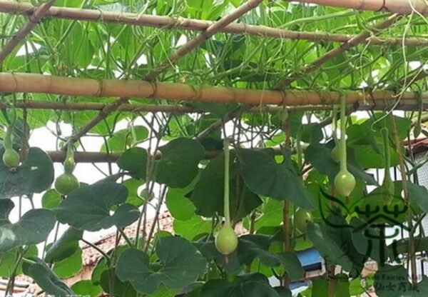 Lagenaria Siceraria, Bottle Gourd Seed 200 PCS, Long Melon Changbing Hulu - Image 3