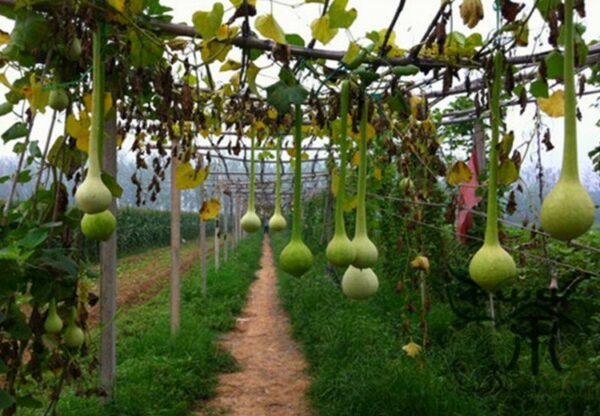 Lagenaria Siceraria, Bottle Gourd Seed 200 PCS, Long Melon Changbing Hulu - Image 4