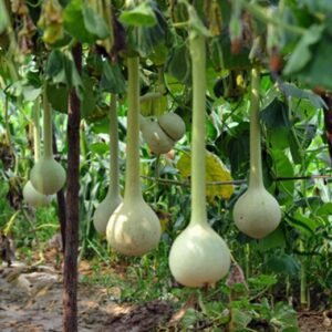 Lagenaria Siceraria, Bottle Gourd Seed 200 PCS, Long Melon Changbing Hulu