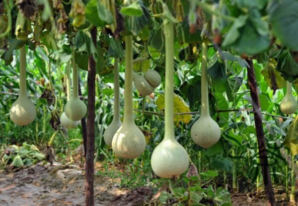 Lagenaria Siceraria, Bottle Gourd Seed 200 PCS, Long Melon Changbing Hulu