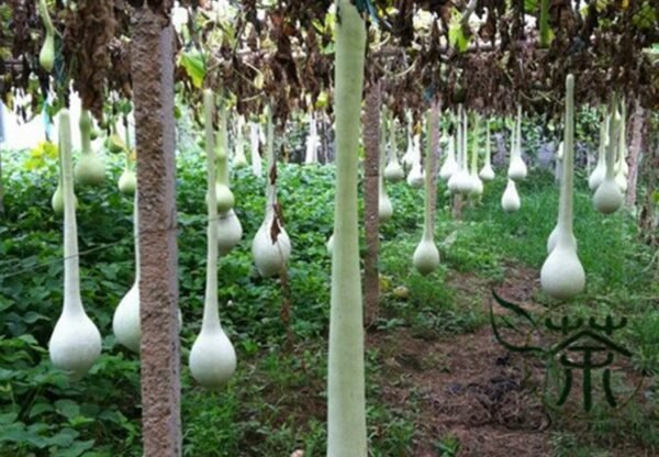 Lagenaria Siceraria, Bottle Gourd Seed 200 PCS, Long Melon Changbing Hulu - Image 5