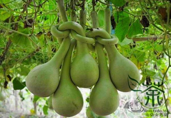 Lagenaria Siceraria, Bottle Gourd Seed 200 PCS, Long Melon Changbing Hulu - Image 6