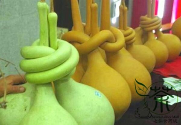 Lagenaria Siceraria, Bottle Gourd Seed 200 PCS, Long Melon Changbing Hulu - Image 7