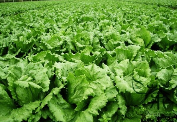 Lactuca Sativa, Lceberg Lettuce Seed 5000 PCS, Jieqiu Shengcai - Image 3