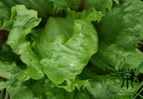 Lactuca Sativa, Lceberg Lettuce Seed 5000 PCS, Jieqiu Shengcai - Image 4