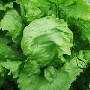 Lactuca Sativa, Lceberg Lettuce Seed 5000 PCS, Jieqiu Shengcai