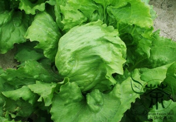 Lactuca Sativa, Lceberg Lettuce Seed 5000 PCS, Jieqiu Shengcai