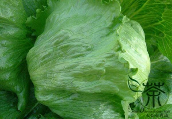 Lactuca Sativa, Lceberg Lettuce Seed 5000 PCS, Jieqiu Shengcai - Image 6