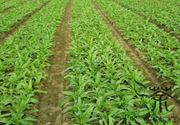 Lactuca Sativa, Compositae Lactuca Seed 5000 PCS, Lettuce Baipi Woju - Image 2