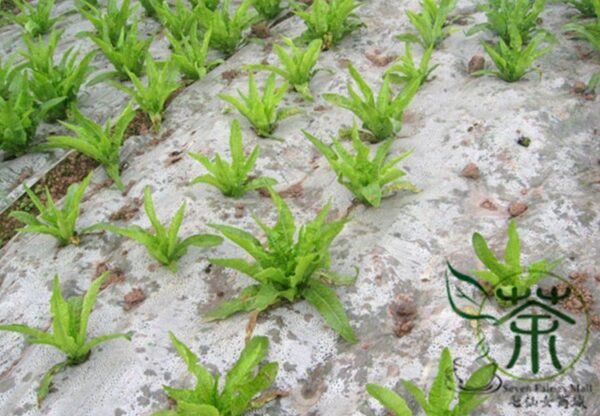 Lactuca Sativa, Compositae Lactuca Seed 5000 PCS, Lettuce Baipi Woju - Image 3