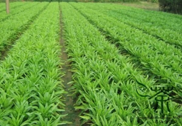 Lactuca Sativa, Compositae Lactuca Seed 5000 PCS, Lettuce Baipi Woju - Image 4