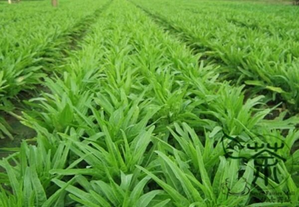 Lactuca Sativa, Compositae Lactuca Seed 5000 PCS, Lettuce Baipi Woju - Image 5