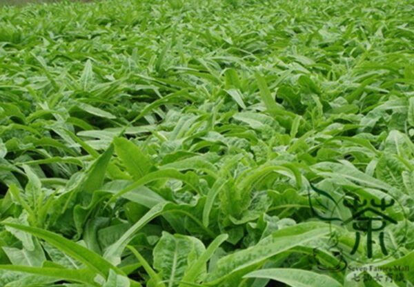 Lactuca Sativa, Compositae Lactuca Seed 5000 PCS, Lettuce Baipi Woju - Image 6