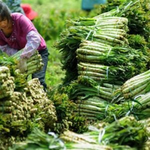 Lactuca Sativa, Compositae Lactuca Seed 5000 PCS, Lettuce Baipi Woju