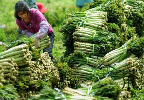 Lactuca Sativa, Compositae Lactuca Seed 5000 PCS, Lettuce Baipi Woju