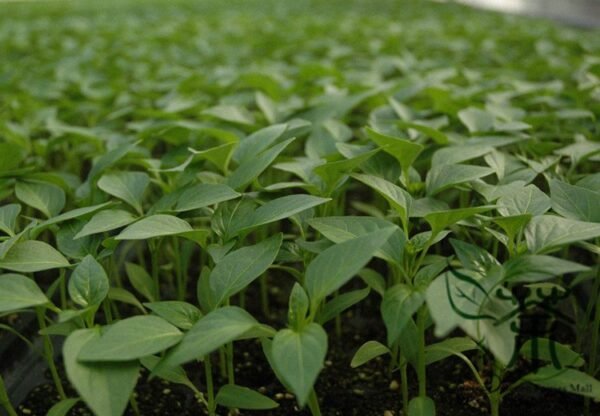 Green Sugar Pepper, Capsicum Annuum Seed 2000 PCS, Bell Pepper Qingtianjiao - Image 3